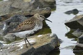 Dunlin