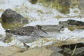 Purple Sandpiper