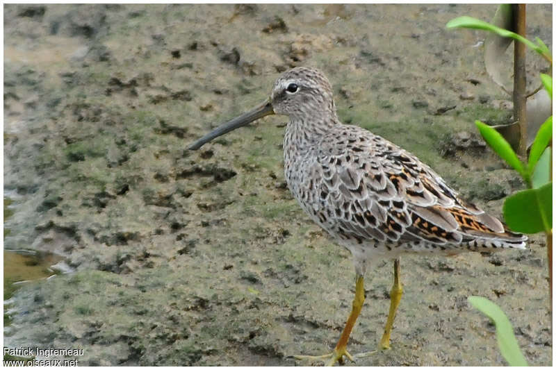 Short-billed Dowitcheradult transition, identification