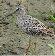 Short-billed Dowitcher