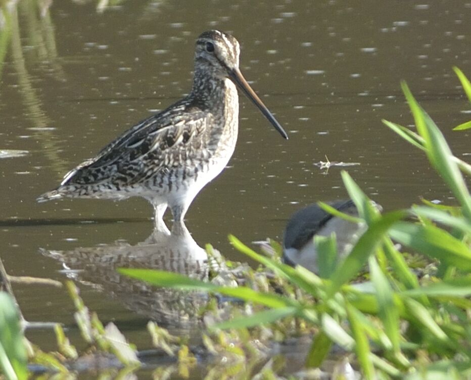 Magellanic Snipeadult