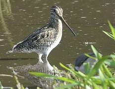 South American Snipe