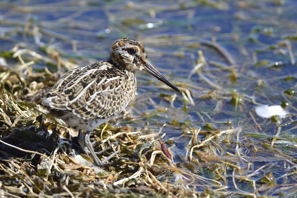 Common Snipejuvenile