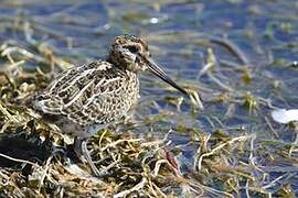 Common Snipe