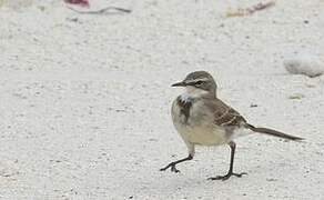 Cape Wagtail