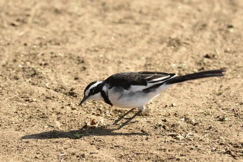 African Pied Wagtail male adult, habitat
