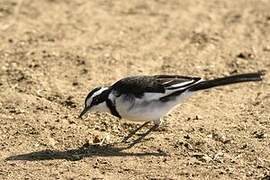 African Pied Wagtail