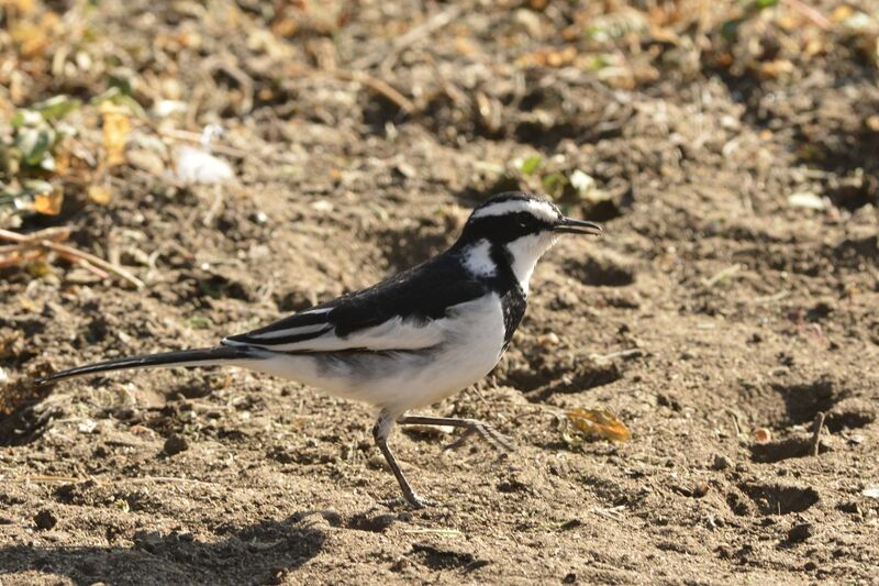 African Pied Wagtail male adult, identification, habitat