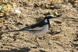 African Pied Wagtail