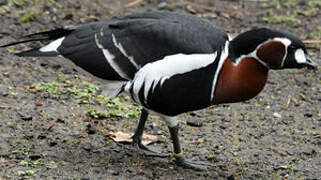 Red-breasted Goose