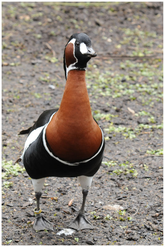 Red-breasted Gooseadult