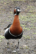 Red-breasted Goose