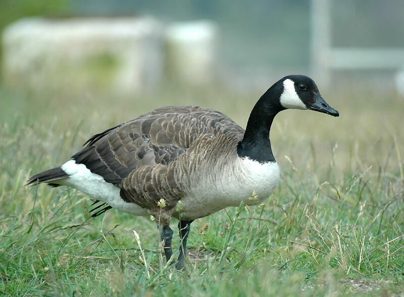 Canada Goose