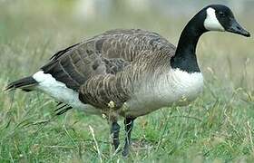 Canada Goose