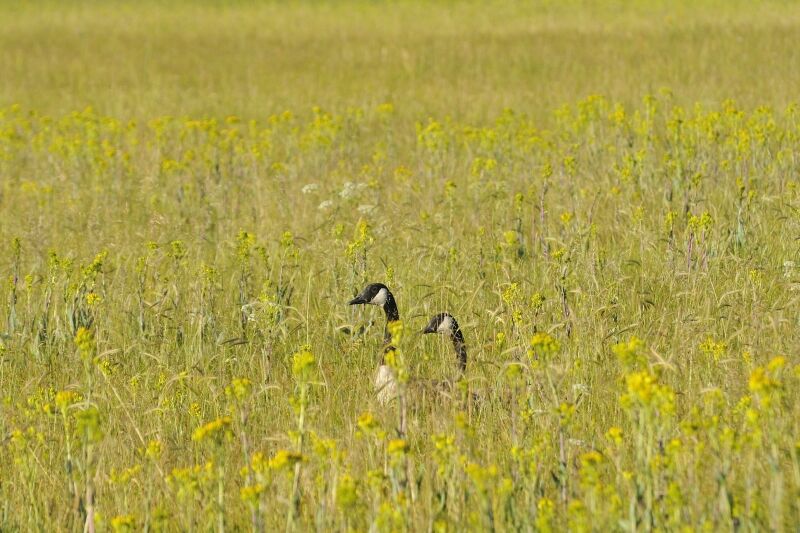 Canada Gooseadult