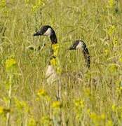 Canada Goose