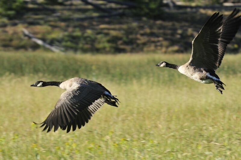 Canada Gooseadult