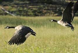 Canada Goose