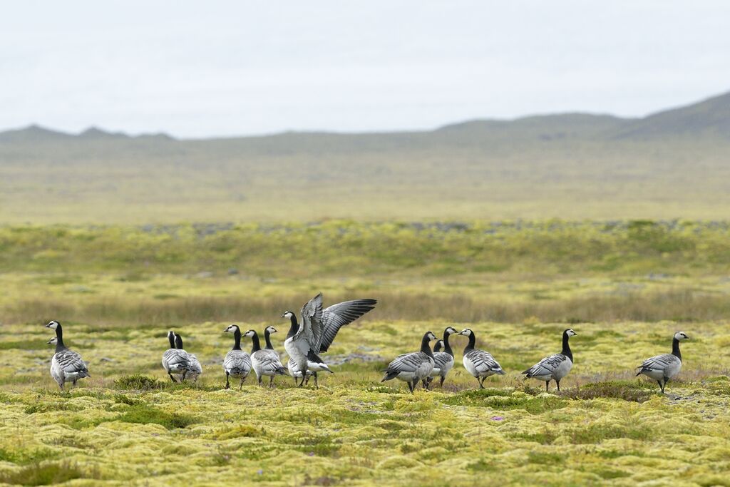 Barnacle Goose