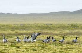 Barnacle Goose