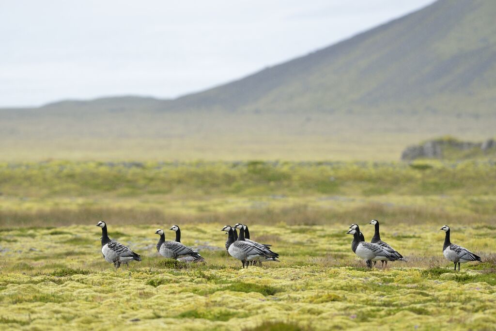 Barnacle Goose