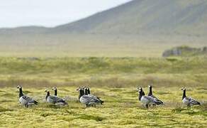 Barnacle Goose