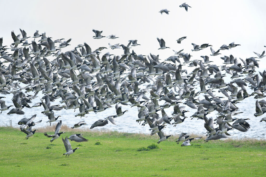 Barnacle Goose, Flight