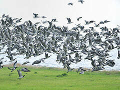 Barnacle Goose