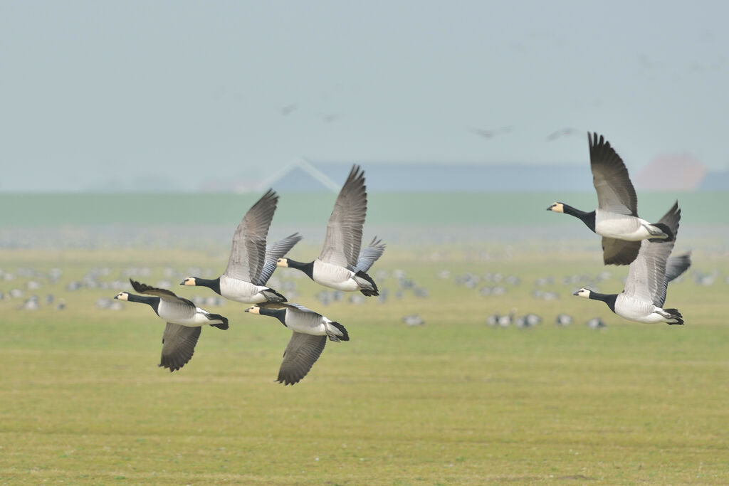 Barnacle Gooseadult, Flight