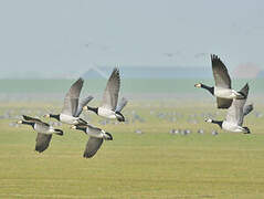 Barnacle Goose