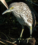 Nankeen Night Heron