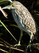 Nankeen Night Heron