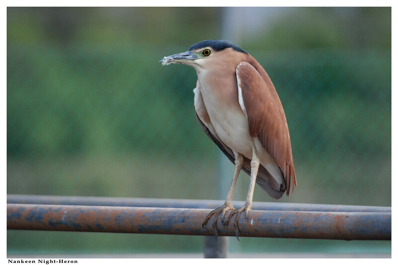 Nankeen Night Heronadult