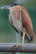 Nankeen Night Heron