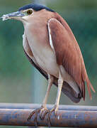 Nankeen Night Heron