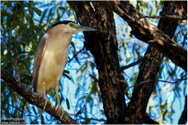 Nankeen Night Heronadult, identification