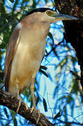 Nankeen Night Heron