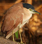 Nankeen Night Heron