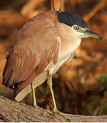 Nankeen Night Heron