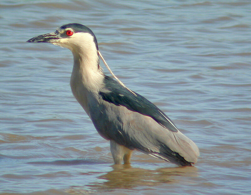 Black-crowned Night Heron