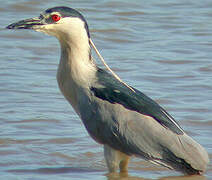 Black-crowned Night Heron