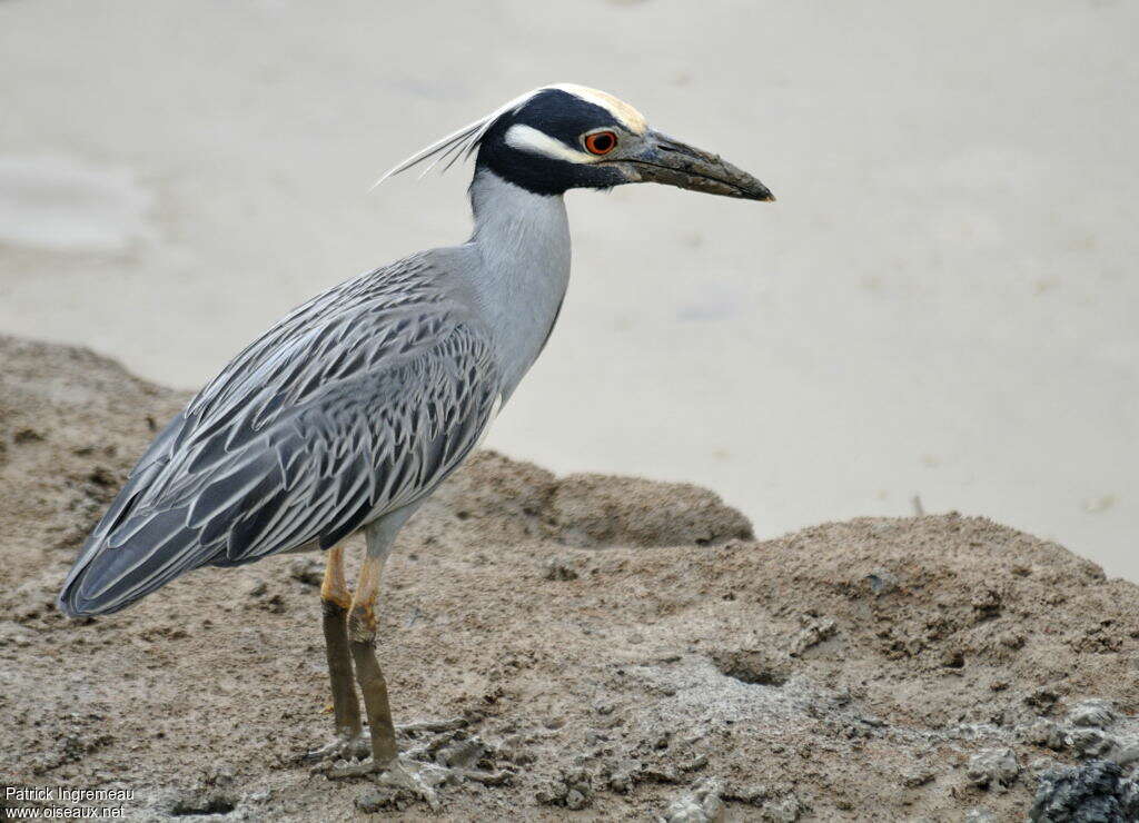 Yellow-crowned Night Heronadult, identification