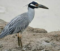 Yellow-crowned Night Heron