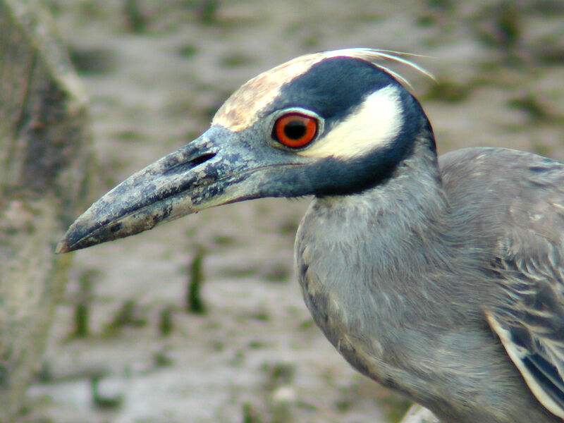 Yellow-crowned Night Heron