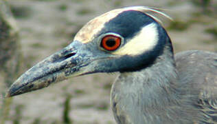 Yellow-crowned Night Heron