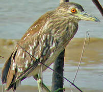 Yellow-crowned Night Heron