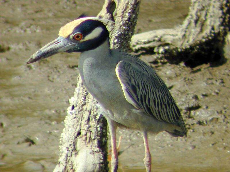 Yellow-crowned Night Heron