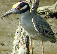 Yellow-crowned Night Heron