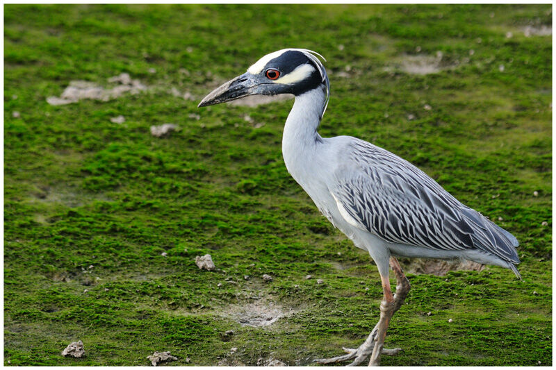 Yellow-crowned Night Heronadult