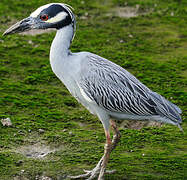 Yellow-crowned Night Heron